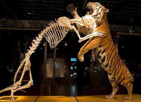 Natural History Museum Aarhus